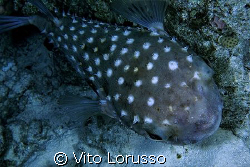 Fishs by Vito Lorusso 